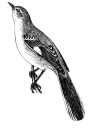 Mockingbird