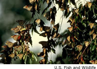 Monarch