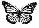 Monarch