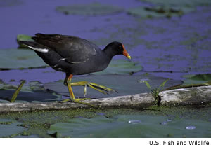 Picture of a Moorhen , Grey Moorhen pictures, Moorhen images free, Cute Moorhen pictures, Moorhen images