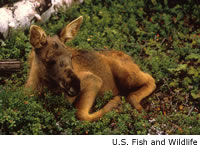Moose calf