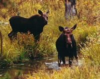 Moose