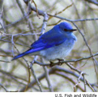 Mountain Bluebird