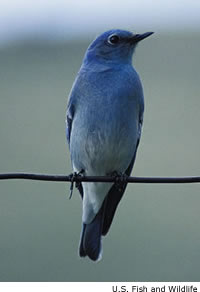 Mountain Bluebird