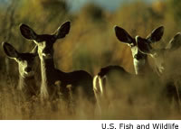 Mule Deer