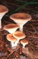 Mushroom