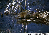 Muskrat