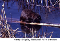 Muskrat
