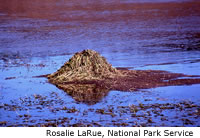 Muskrat