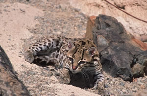 Ocelot