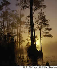 Okefenokee Swamp