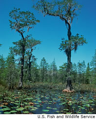 Okefenokee Swamp