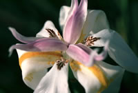 Orchid