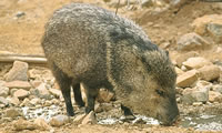 Collared Peccary
