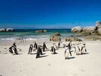 Penguins