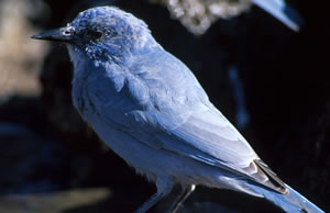 Pinyon Jay