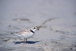 Piping Plover