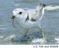 Piping Plover