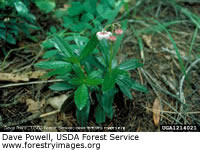 pipsissewa