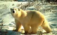 Polar Bear