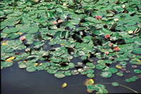Pond