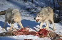 Wolves