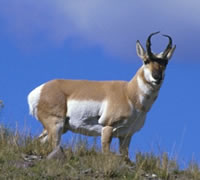 Pronghorn