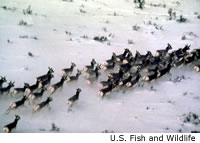 Pronghorn