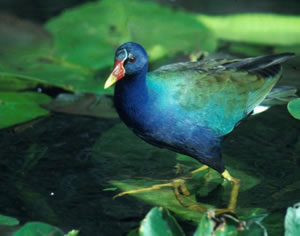 Female Purple Gallinule