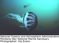 Purple Striped Jellyfish