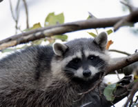 Raccoon