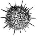 Radiolarian