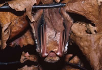 Red Bat