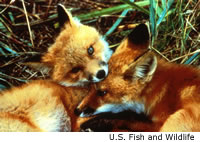 Red Fox