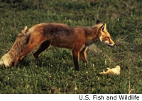 Red Fox