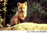 Red Fox