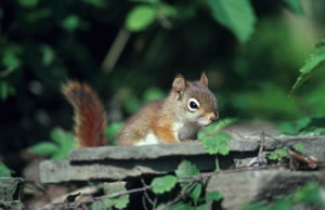 Red Squirrel