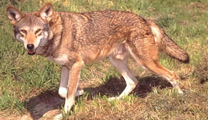 Red Wolf Photos