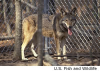 Red Wolf