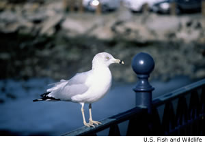 Ring-billed Gull