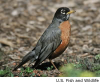 Robin