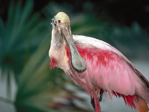 Roseate Spoonbill pictures gallery, Photos of Roseate Spoonbill , Roseate Spoonbill picture, Roseate Spoonbill photos