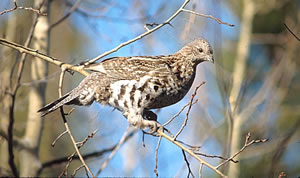 Ruffed Grouse