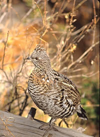 Ruffed Grouse
