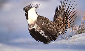 Sage Grouse