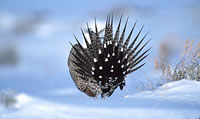 Sage Grouse