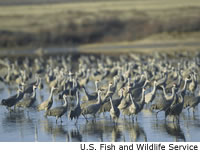 Sandhill Cranes