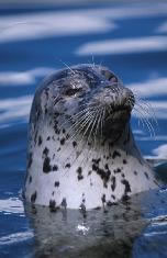 pinnipeds