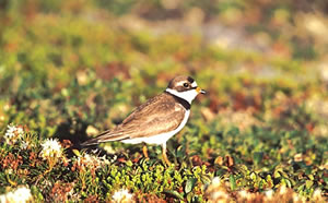 Semipalmated Plover