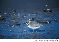 Semipalmated Plover